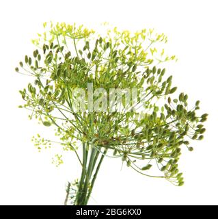 Fresh dill flowers, isolated on white Stock Photo - Alamy