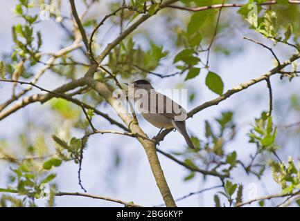 Male Eurasian blackcap singing in a tree in spring Stock Photo
