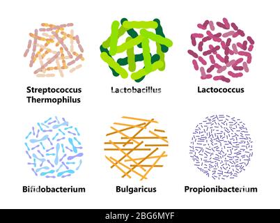 Probiotics bacteria set vector. Lactobacillus, bulgaricus logo with text. Amorphous symbols for milk products are shown such as yogurt, acidophilus. L Stock Vector