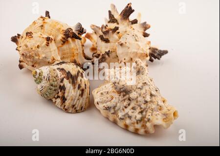 Different seashells on a white background. Close up Stock Photo