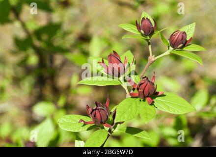 Wine-colored aromatic blooms of the sweet shrub (Calycanthus Floridus). Stock Photo