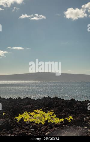 the shoreline at Kanahena Beach, Maui Hawaii Stock Photo