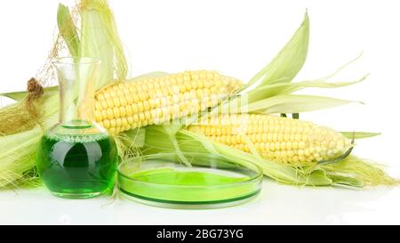 Conceptual photo of bio fuel from corn.  Isolated on white Stock Photo