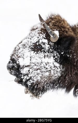 American Bison close ups Stock Photo - Alamy