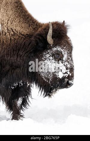 American Bison - facial close ups of ice and snow covered face Stock ...