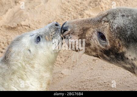 Atlantic Grey Seal adult female with young pup bonding Stock Photo
