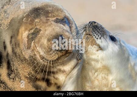 Atlantic Grey Seal adult female with young pup bonding Stock Photo