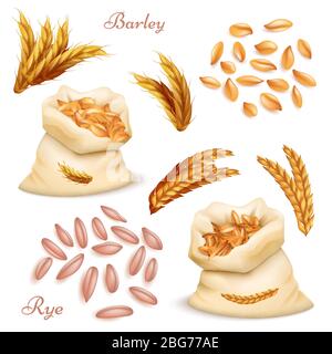 Agricultural cereals - barley and rye vector set. Realistic grains and ears isolated on white background. Illustration of harvest seed, farm sack with Stock Vector