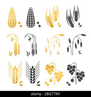 Black and gold cereal grains vector icons. rice, wheat, corn, rye, barley isolated on white background. Agriculture wheat and ear, barley and rye illu Stock Vector