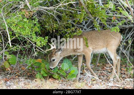 Key Deer buck  (Odocoileus virginianus clavium). Big Pine Key, Florida keys, FL, USA, by Dominique Braud/Dembinsky Photo Assoc Stock Photo