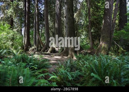 A Nurselog Colonnade on the Spruce Nature  Trail in the Hoh Rain Forest of Olympic National Park. Stock Photo