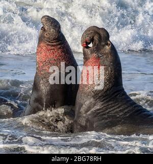 Northern Elephant Seal adult males fighting Stock Photo