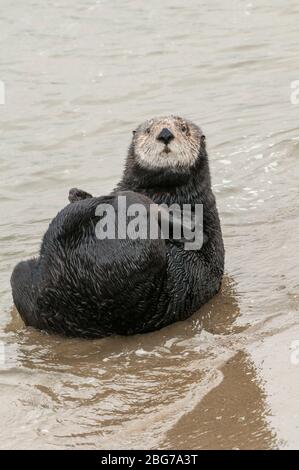 Sea Otter (Enhydra lutris), on shoreline, Moss Landing Bay, Monterey County, CA, USA, by Dominique Braud/Dembinsky Photo Assoc Stock Photo