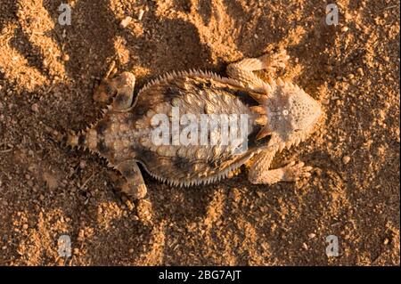 Regal Horned Lizard (Phrynosoma solare), warming in morning sun, Arizona, USA, by Dominique Braud/Dembinsky Photo Assoc Stock Photo