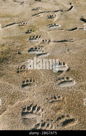 Coastal Brown Bear tracks in mud flats, Grizzly (Ursus arctos), Lake Clark National Park and Preserve, Alaska, USA, by Dominique Braud/Dembinsky Photo Stock Photo