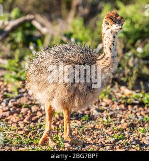 Baby Ostrich at the Cape Peninsula (South Africa), close-up shot Stock Photo