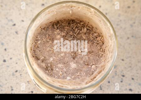 Closeup of idianmeal moths in a jar with flour Stock Photo