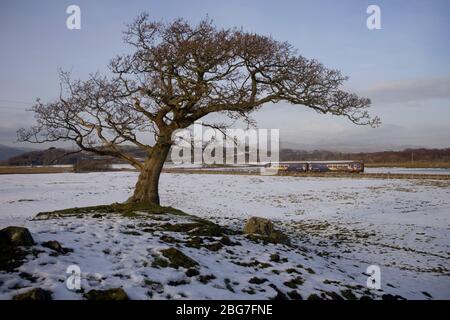 Northern Rail class 156 sprinter train passing a windswept tree in the snow on the scenic Cumbrian coast railway line Stock Photo