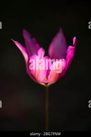 A purple tulip growing in a garden in Worcestershire, UK Stock Photo