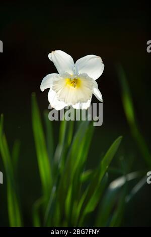 A white daffodil growing in a garden in Worcestershire, UK Stock Photo