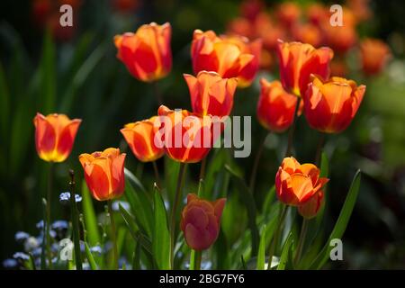 Tulips growing in a garden in Worcestershire, UK Stock Photo