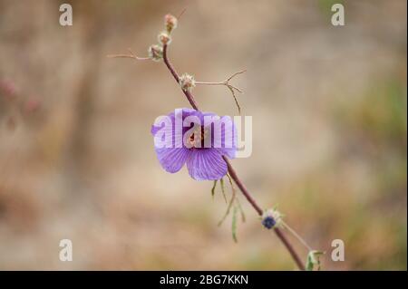 Flowering weed, most likely a hibiscus species (H. sabdariffa or H. cannbinus), Northern Tanzania Stock Photo