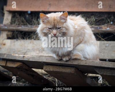 The cat is sitting on a bench under the snow Stock Photo