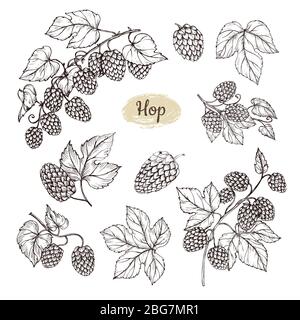 Hop plant branch with leaves and lump of hops in engraving style. Beer pub rural vector elements. Vector plant leaf hop for beer illustration Stock Vector