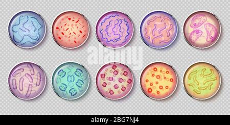 Bacteriology gram negative bacteria culture and penicillin moss in petri dish glassware, top view. Vector set of bacterium, microbiology microbe, germ Stock Vector