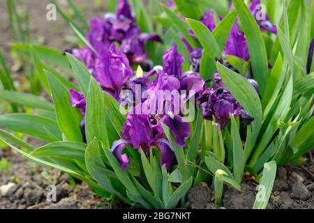 Small purple irises in the flowerbed. Dwarf bearded irises in the garden. Beautiful flowers to decorate borders, terraces and flower beds. Stock Photo