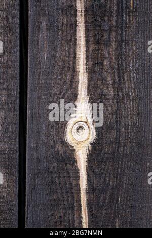 Dark brown board with a white stripe. tree branch on a wooden background. Wood texture vertically. Stock Photo