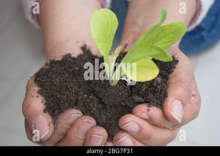 Future life, conceptual view over human hands holding sprout Stock Photo