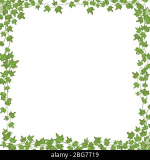 Ivy vines with green leaves. Floral vector rectangular frame isolated on white background. Illustration green plant, twig vine branch, ivy rectangular Stock Vector