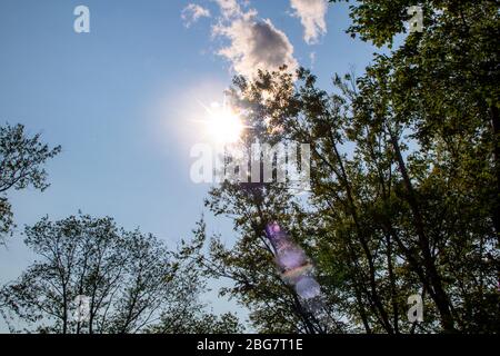 bright sun coming through the high tree tops of a forest Stock Photo