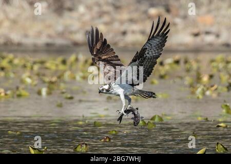 A beautiful osprey catches a fish from Fernan Lake and flies off in North Idaho. Stock Photo