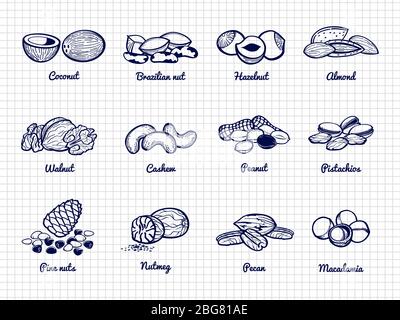 Nuts sketch. Hand drawn popular nuts vector of set with name isolated on white illustration Stock Vector