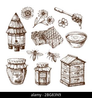 Honey sketch. Bee and honeyed flower, honeycomb and hive. Hand drawn vintage vector isolated set. Honeycomb and honey sketch, bee and flower illustration Stock Vector