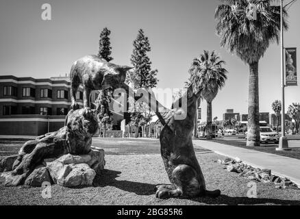 A playful bronze sculpture of Wildcats, the mascot of the University of Arizona on the grounds of campus in Tucson, AZ, in black and white Stock Photo