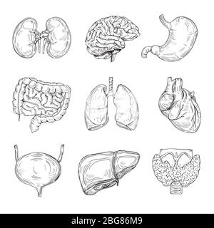 Human inner organs. Hand drawn brain, heart and kidneys, stomach and bladder. Sketch medical isolated vector illustration. Intestine organ of collecti Stock Vector