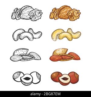 Sketch nut set. Illustration of group of popular nuts. Outline and color nuts vector set Stock Vector