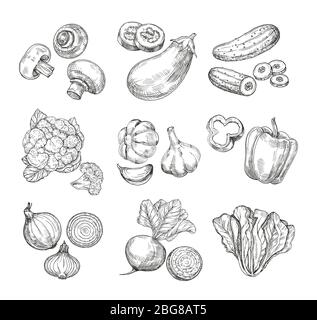 Hand drawn vegetables. Garden cauliflower, pepper and eggplant, champignons. Fresh vegan products. Sketch vegetable vector isolated set. Illustration of champignon and cucumber, cabbage and mushroom Stock Vector