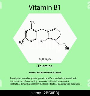 Vitamin B1. Thiamine Molecular chemical formula. Useful properties of vitamin. Infographics. Vector illustration on isolated background. Stock Vector