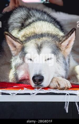 Dog sleeping in back of truck Stock Photo