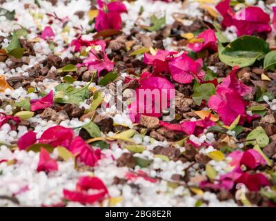 Flowers in a hailstorm in Arizona desert Stock Photo