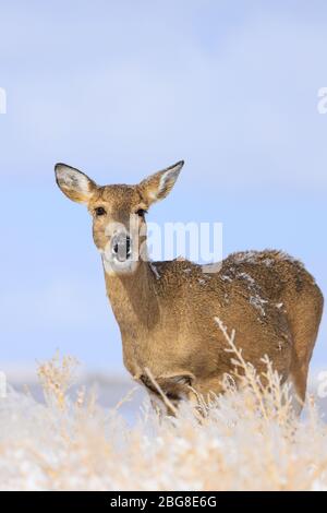 Mule deer portrait doe Odocoileus hemionu in snow with blue sky Stock Photo