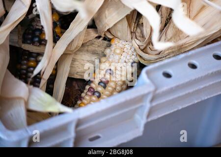 Shucked corn in a basket Stock Photo