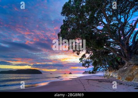 Hahei Beach at dawn, Coromandel Peninsula, North Island, New Zealand Stock Photo