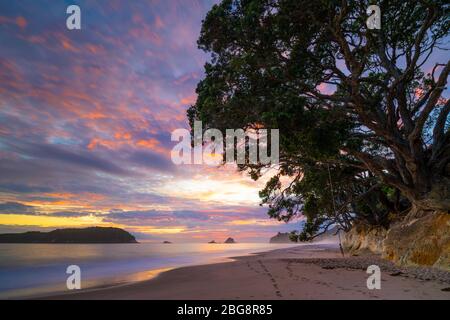 Hahei Beach at dawn, Coromandel Peninsula, North Island, New Zealand Stock Photo