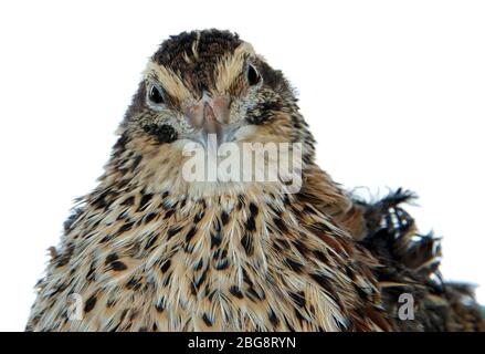 Young quail isolated on white Stock Photo