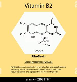 Vitamin B2. Riboflavin Molecular chemical formula. Useful properties of vitamin. Infographics. Vector illustration on isolated background. Stock Vector